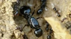 Мусиер мравки (зајакнување) и нивната содржина